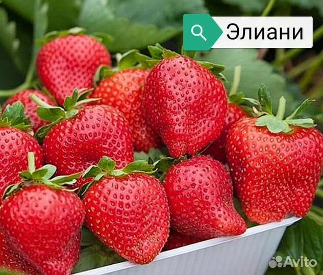 Рассада Клубники