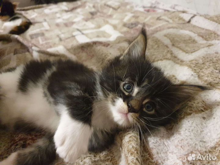 Котята в дар