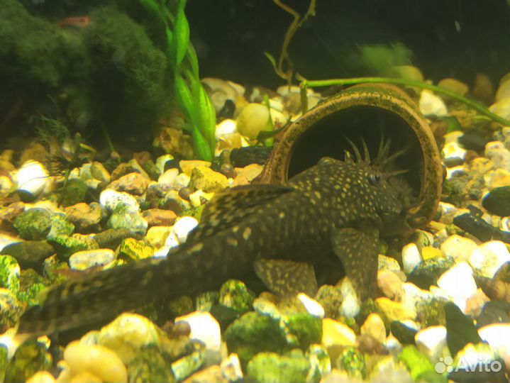 Анциструсы пара