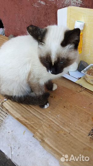 Сиамская кошечка