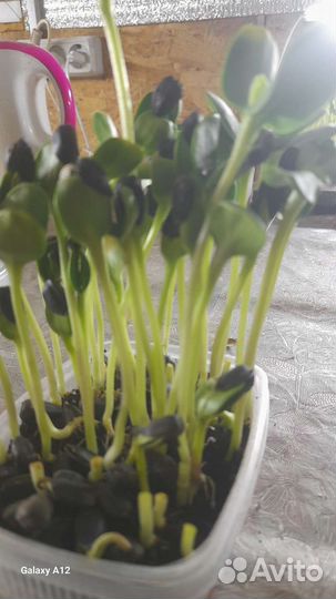 Здоровое питание,микрозелень