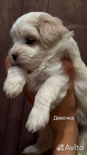 Щенки мальтезе мини