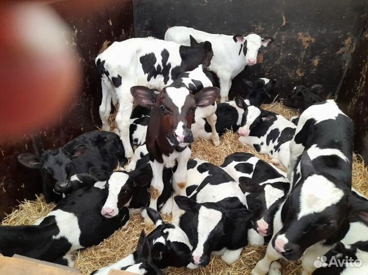 Телята телочки бычки доставка до двора