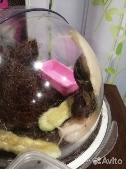 Улитки Ахатина