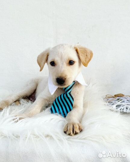 Щенок мальчик