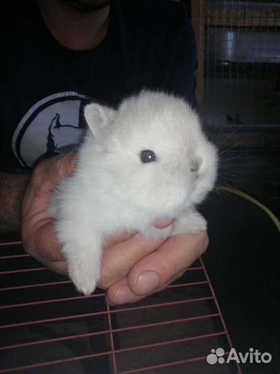 Карликовый кролик