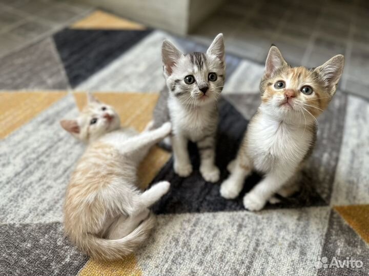 Шотландские котята