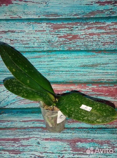 Орхидея Биг лип Мики Дансер