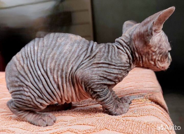 Канадский сфинкс котенок девочка