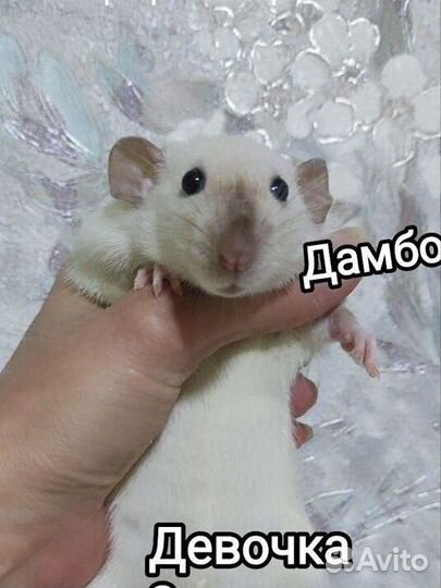 Крыса Крысёнок Сиамская девочка 3 мес
