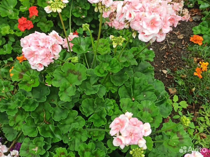 Королевская пеларгония