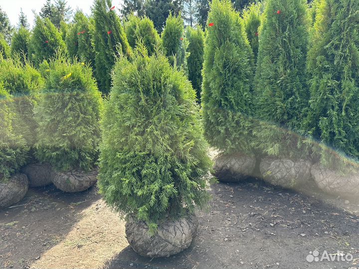 Туи, Туя Смарагд