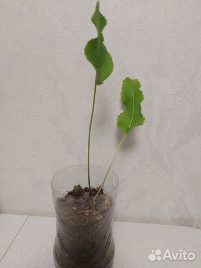 Хрен на рассаду