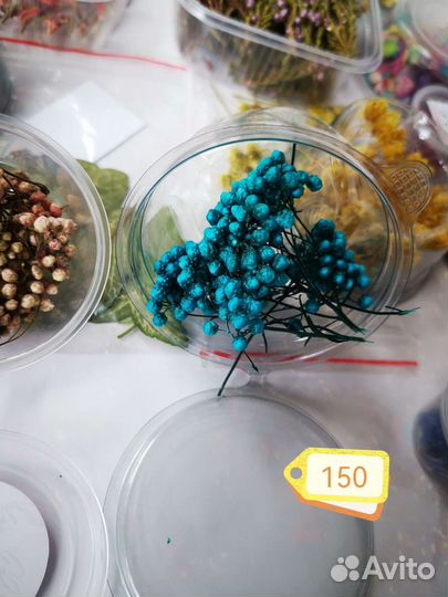 Сухоцветы для творчества