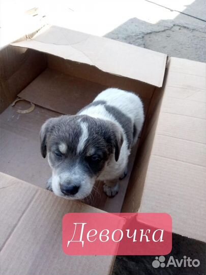 Собака в добрые руки