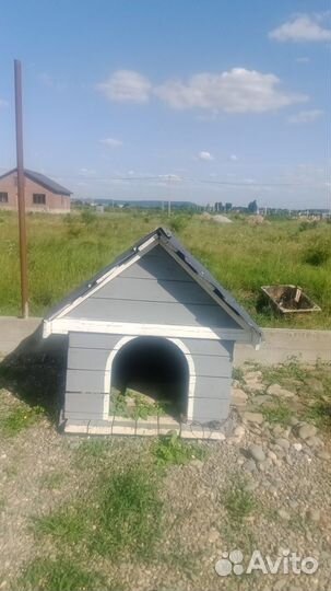 Собачья будка