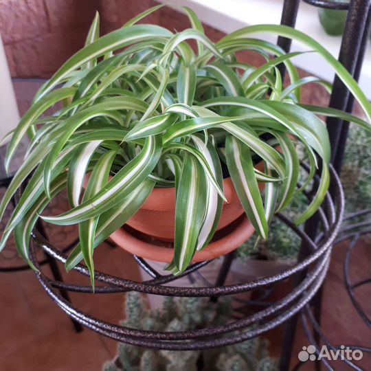 Хлорофитум кудрявый