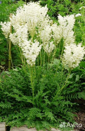 Многолетние цветы для сада