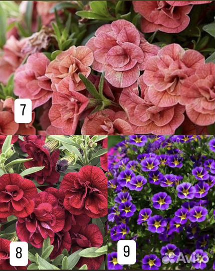 Черенки калибрахоа