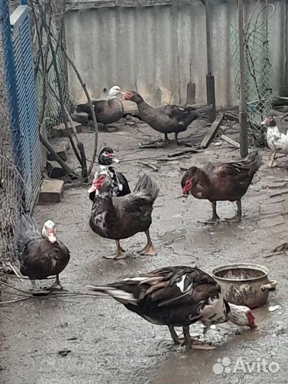 Мускусные утки на мясо,племя