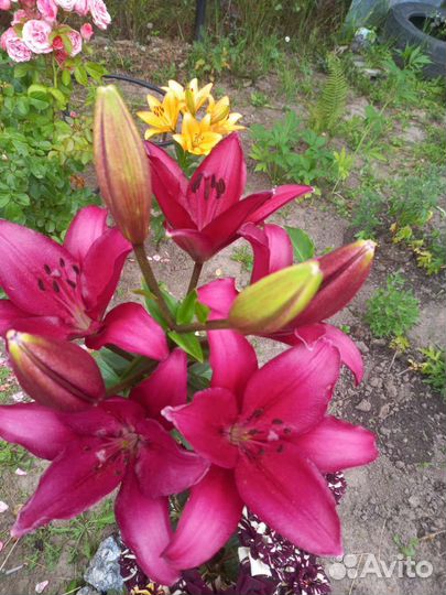 Букеты из лилий