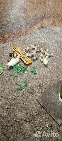 Продам индоутят