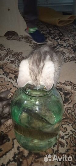 Отдам котят в добрые руки