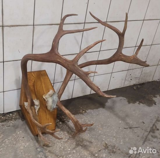 Рога оленя большие