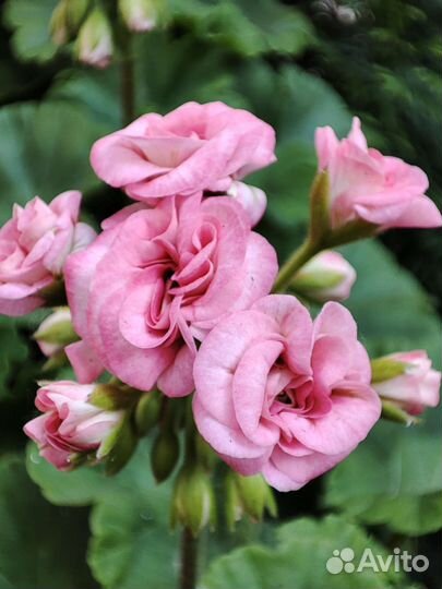 Пеларгония Антик Роуз