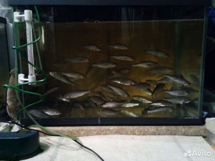 Живец очень активный, плотва