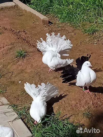 Продажа голубей павлинообразный