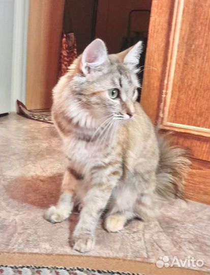 Счастье в дар