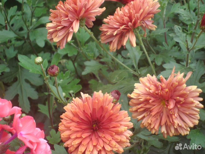 Хризантемы оранжево-красные