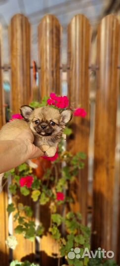 Куклятки малышатки)