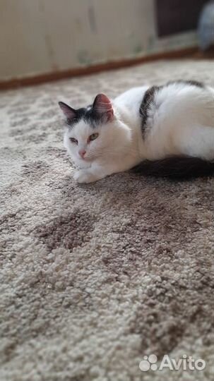 Кошка стерилизованная