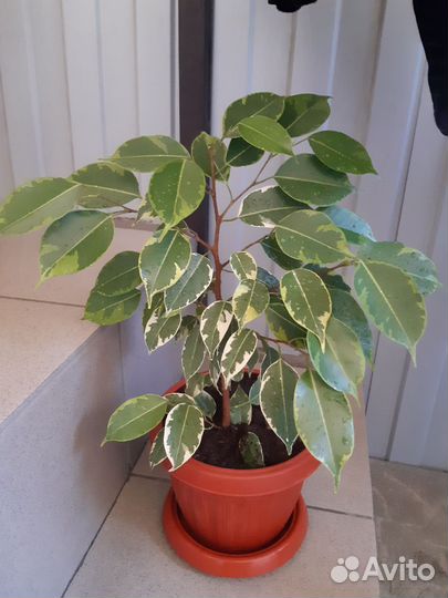 Фикус Бенджамина