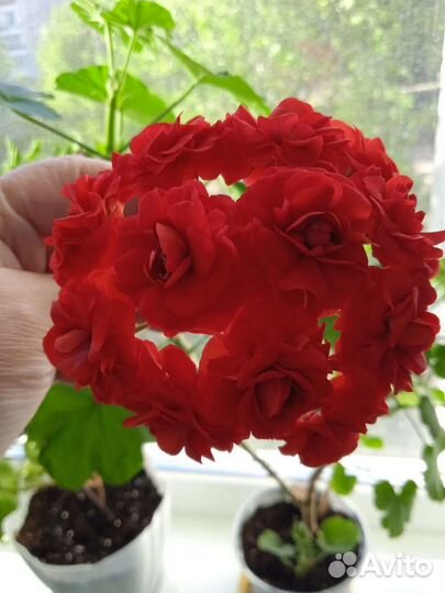 Пеларгония герань розебудная