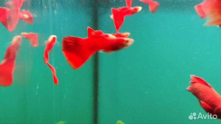 Гуппи ред фул