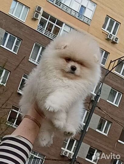 Померанский шпиц мини