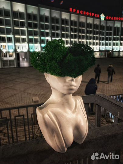 Стабилизирлванный мох кашпо baby