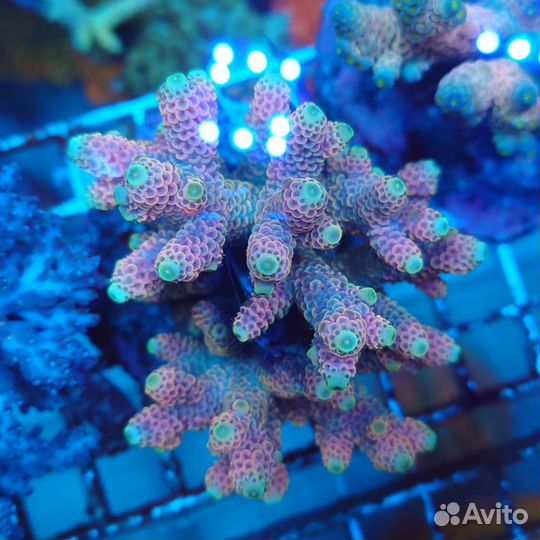 Морские Кораллы для аквариума