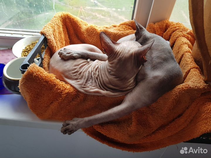 Донской сфинкс