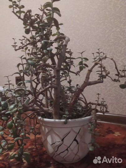 Денежное дерево толстянка большое