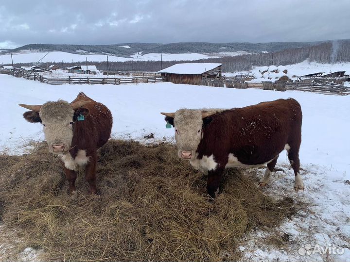 Быки на мясо (Живым весом на племя)