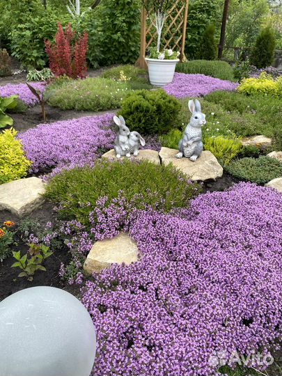 Тимьян ползучий Чабрец ароматный Почвопокровник