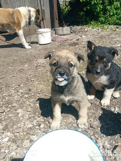 Отдам бесплатно