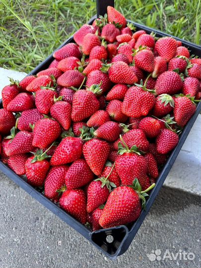 Клубника Кубань свежая грунтовая десертная
