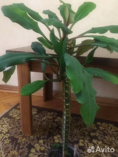 Молочай гребенчатый