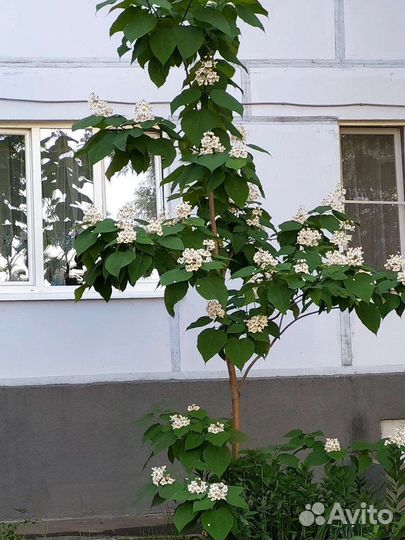 Катальпа, саженцы