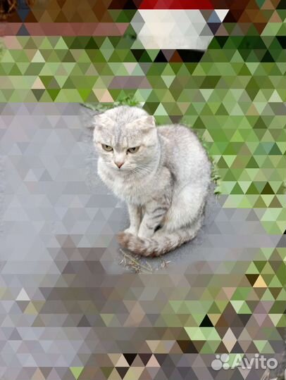 Кошка в добрые руки